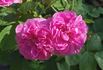 Dr. Merkeley rose photo