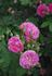 Dr. Merkeley rose photo