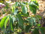Appoline rose photo