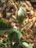 Appoline rose photo