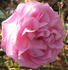 Appoline rose photo