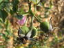 Appoline rose photo