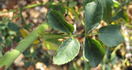 Appoline rose photo