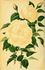 Fiammetta Nabonnand rose photo
