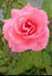 Elegant Design rose photo
