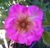 Frank's Climber rose photo