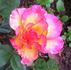 Frank's Climber rose photo