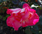 Dagmar Berghoff rose photo