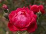 White Pearl in Red Dragon's Mouth rose photo