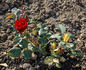 Schweizer Gruss rose photo