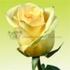 TANydu rose photo