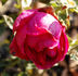 Rübezahl rose photo