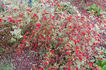 <i>Rosa iberica</i> Steven ex M.Bieb. rose photo