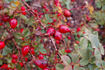 <i>Rosa iberica</i> Steven ex M.Bieb. rose photo