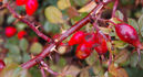 <i>Rosa iberica</i> Steven ex M.Bieb. rose photo