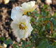 BV Borussia rose photo