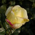 Danzig rose photo
