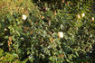 Danzig rose photo