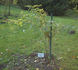 Gneisenau rose photo