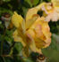 Climbing Goldmarie ® rose photo
