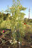 Climbing Goldmarie ® rose photo