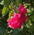 Schlossgarten rose photo