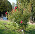 Schlossgarten rose photo