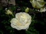 White Symphonie rose photo