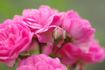 České 'Práci čest' rose photo