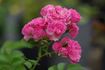 České 'Práci čest' rose photo