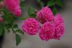 České 'Práci čest' rose photo