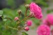České 'Práci čest' rose photo