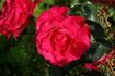 Dizzy Heights rose photo