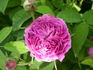 Adèle Courtoise rose photo