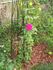 Coup de Foudre, Cl. rose photo