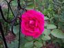 Coup de Foudre, Cl. rose photo
