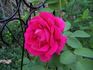Coup de Foudre, Cl. rose photo