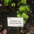 Rosier des Parfumeurs rose photo