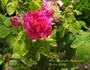 Rosier des Parfumeurs rose photo
