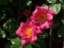 Diana Cant rose photo