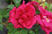 06-05-11 rose photo