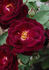 123-06-01 rose photo