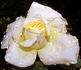 Golden Age rose photo