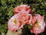 Angel Pink ™ rose photo