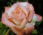 Angel Pink ™ rose photo
