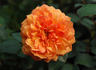 31-06-03 rose photo