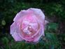 Jupiter rose photo