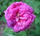 Arlequin rose photo