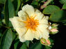 203-91-13 rose photo