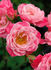 Chelsea rose photo